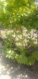 6009bd87-168e-4439-8941-b60d820146d1