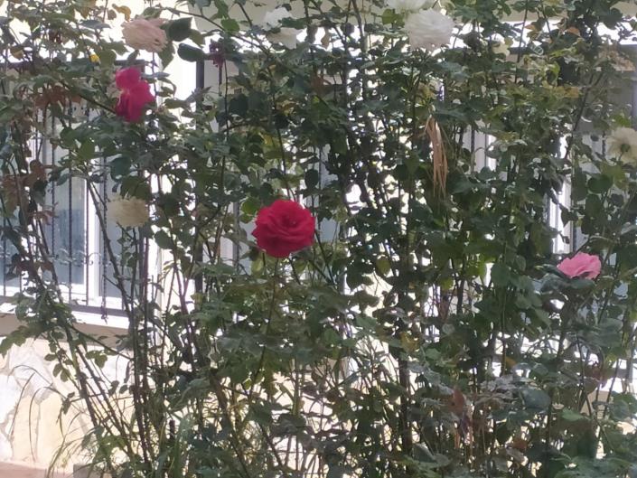 Image No.22-Appartement de 2 chambres à vendre à Kusadasi