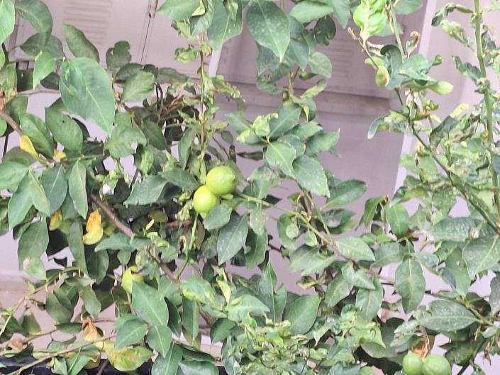 Image No.19-Villa de 5 chambres à vendre à Sogucak