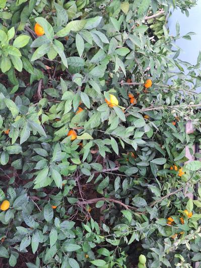 Image No.24-Villa de 5 chambres à vendre à Sogucak