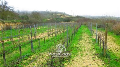 124685-agricultural-land-for-sale-in-pano-aro