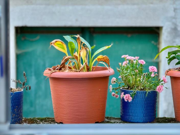 Image No.29-Jumelé de 2 chambres à vendre à San Siro
