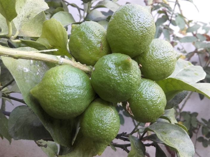 Image No.7-4 Bed Villa for sale