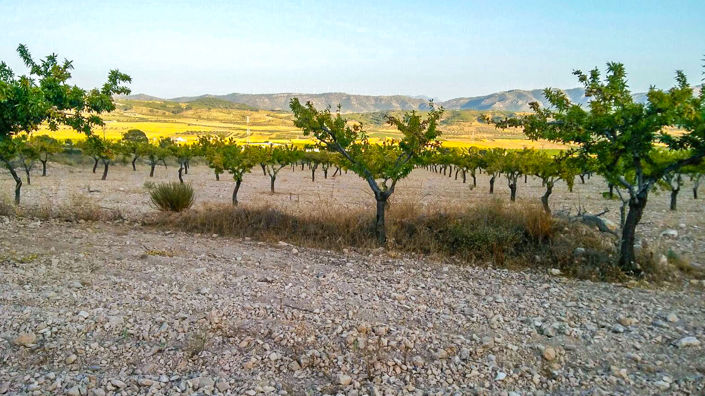 Image No.1-Land for sale