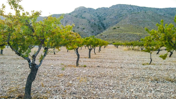 Image No.2-Land for sale