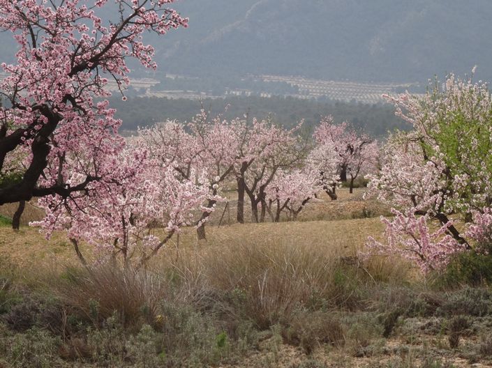 Image No.9-Land for sale