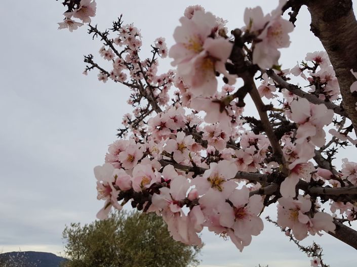 Image No.4-Land for sale