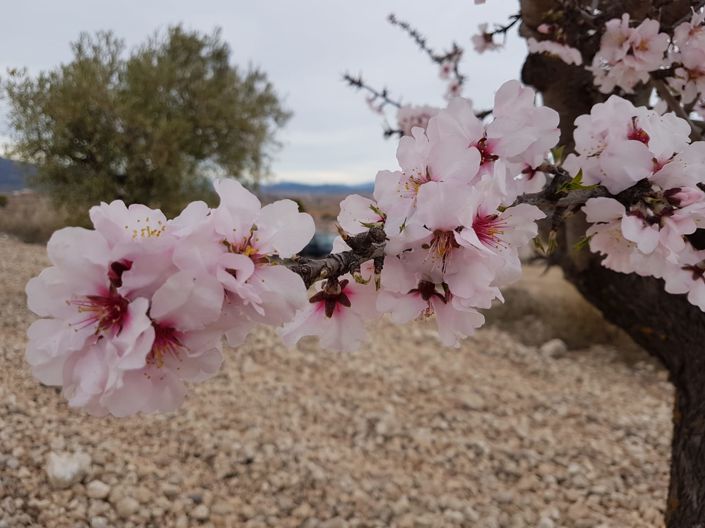 Image No.8-Land for sale