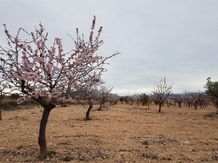 Image No.4-Land for sale