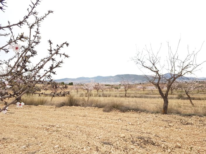 Image No.5-Land for sale