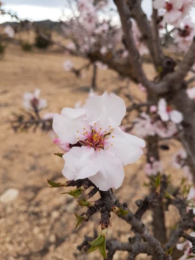 Image No.8-Land for sale