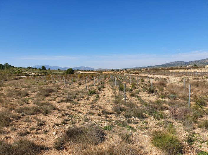 Image No.1-Terre à vendre à Pinoso