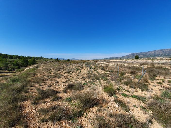 Image No.3-Terre à vendre à Pinoso