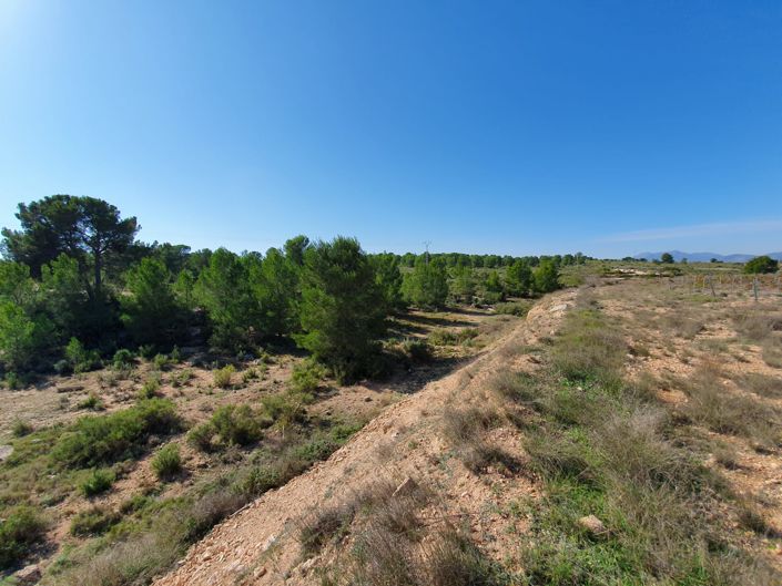 Image No.4-Terre à vendre à Pinoso