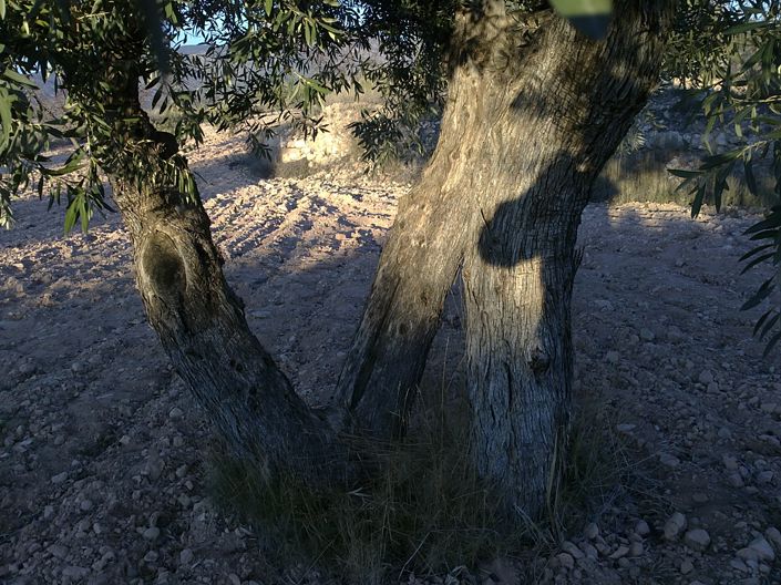 Image No.8-Land for sale