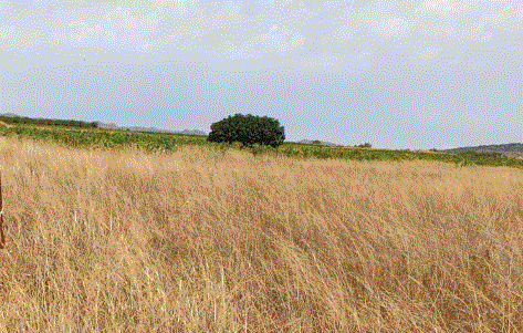 Image No.2-Terre à vendre à Pinoso