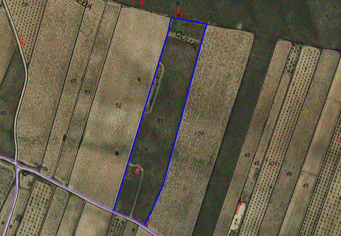 Image No.3-Terre à vendre à Pinoso