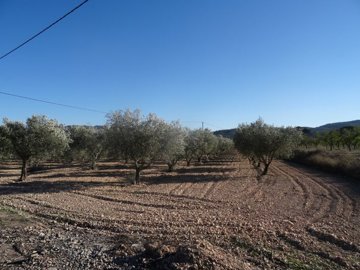 985salinasalmendroscf12841