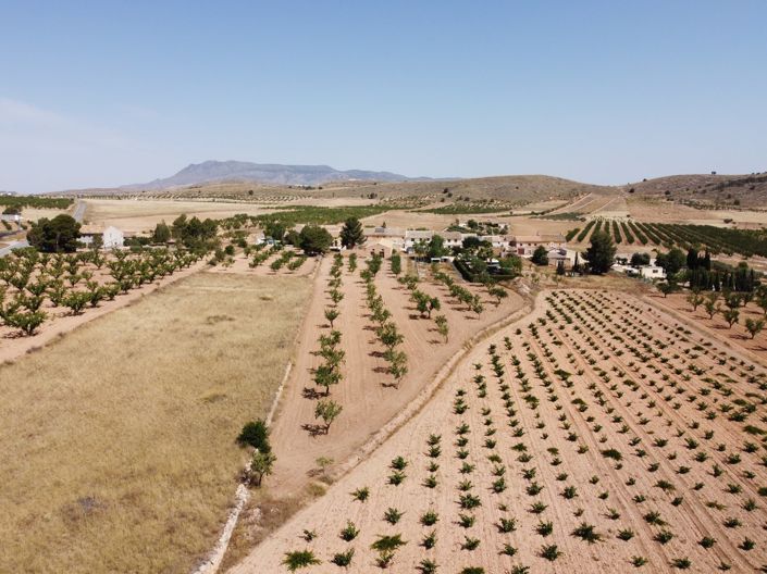 Image No.3-Terre à vendre à Abanilla