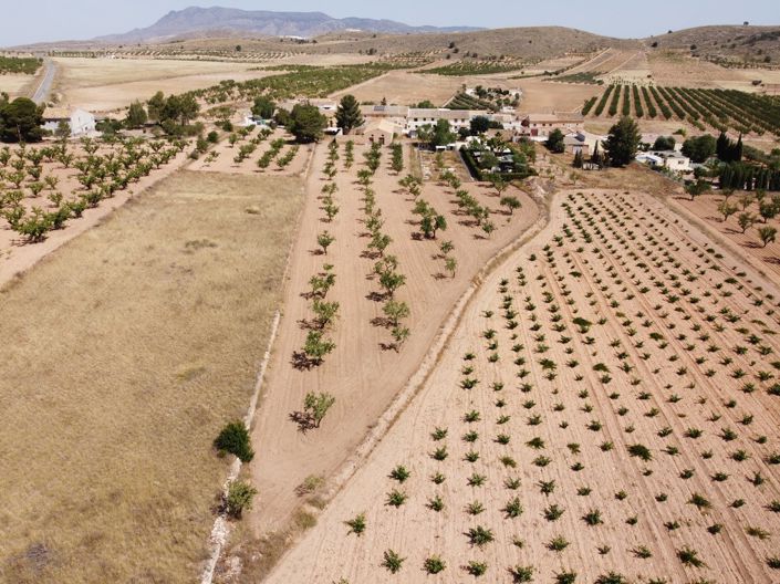 Image No.4-Terre à vendre à Abanilla