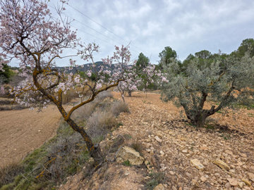 3706largeplotoflandinlazarzavalley28022516325