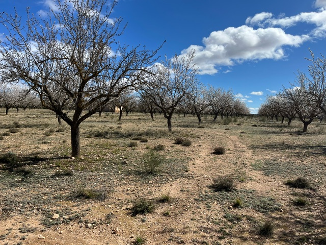Image No.10-Terre à vendre à Yecla