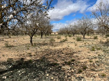 3708plotoflandinyecla110325153416image7