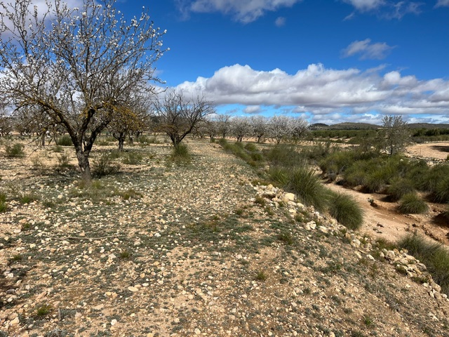 Image No.12-Terre à vendre à Yecla