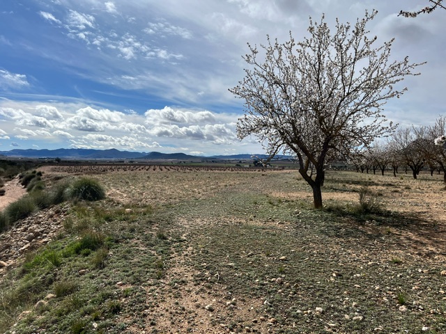 Image No.13-Terre à vendre à Yecla