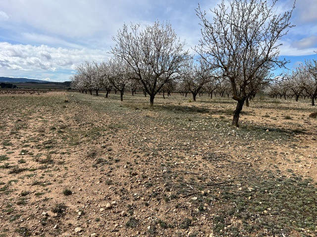 Image No.4-Terre à vendre à Yecla