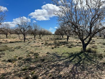 3708plotoflandinyecla110325153416image2