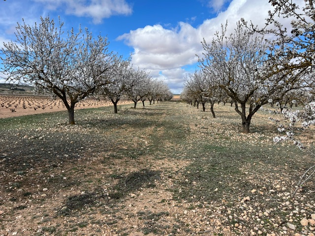 Image No.8-Terre à vendre à Yecla