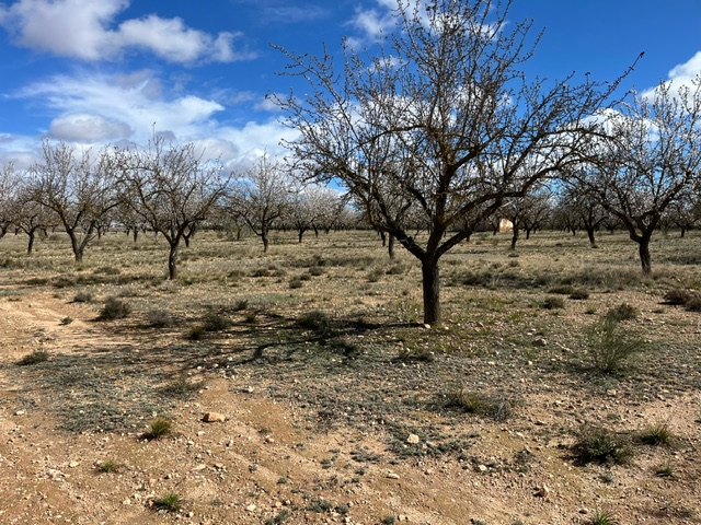 Image No.9-Terre à vendre à Yecla