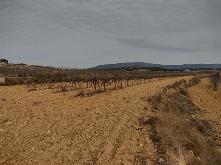 Image No.3-Terre à vendre à Pinoso