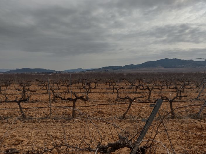 Image No.4-Terre à vendre à Pinoso