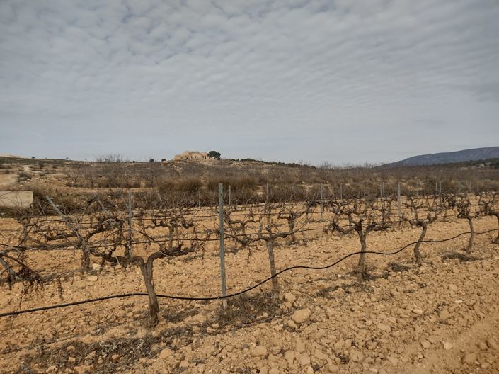 Image No.6-Terre à vendre à Pinoso