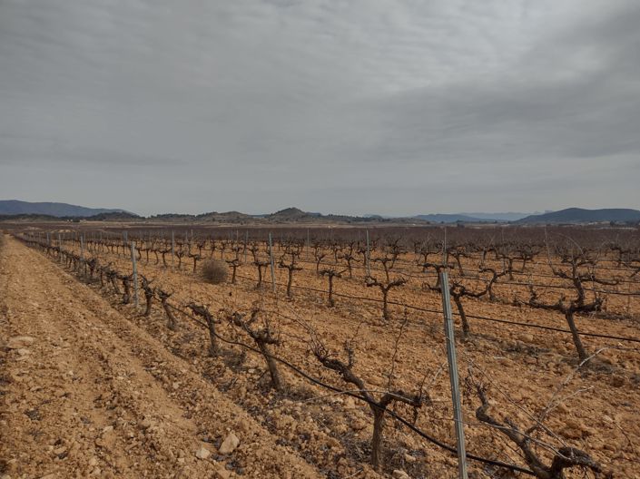 Image No.7-Terre à vendre à Pinoso