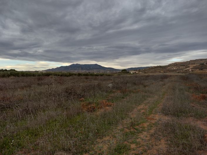 Image No.17-Terre à vendre à Pinoso