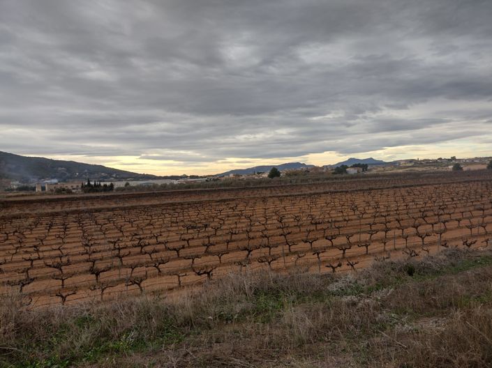 Image No.23-Terre à vendre à Pinoso