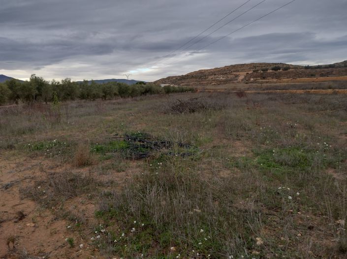 Image No.24-Terre à vendre à Pinoso