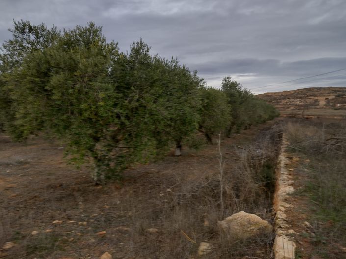 Image No.25-Terre à vendre à Pinoso