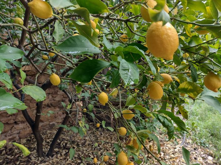 Image No.6-Terre à vendre à Pinoso