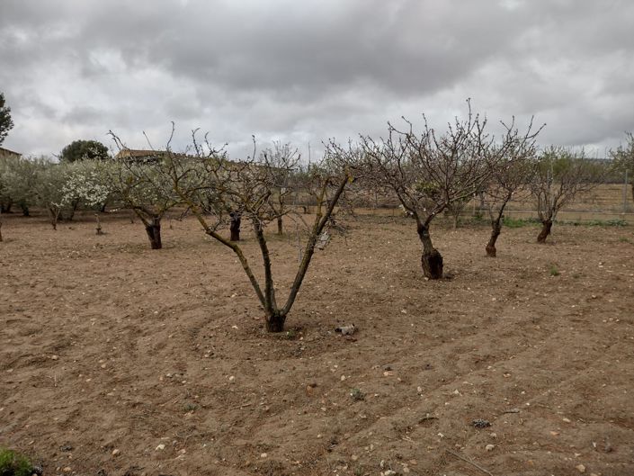 Image No.8-Terre à vendre à Pinoso