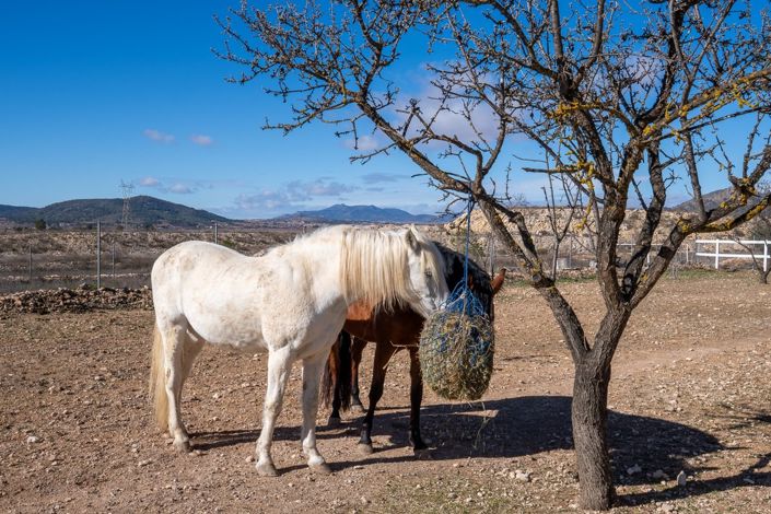 Image No.3-Maison de campagne de 2 chambres à vendre à Monóvar