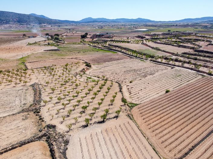 Image No.5-Terre à vendre à Pinoso