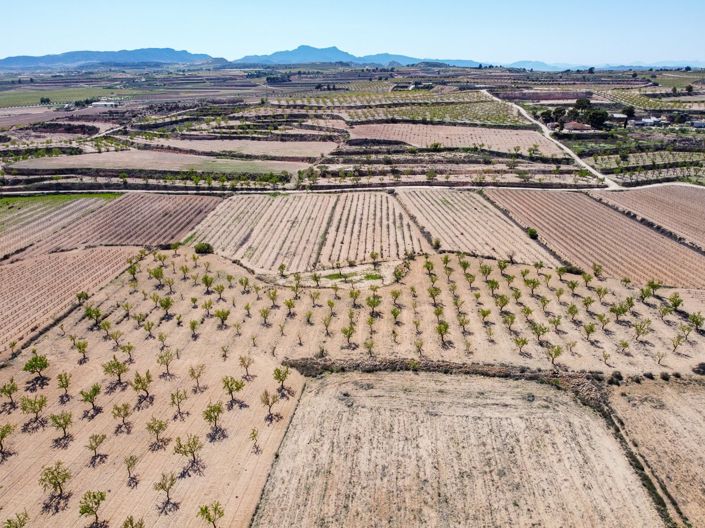 Image No.6-Terre à vendre à Pinoso