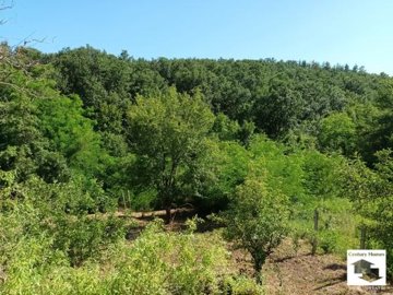 large1750853093