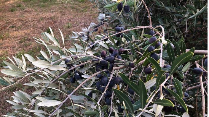 Image No.2-Terre à vendre à Dol