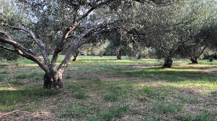 Image No.4-Terre à vendre à Dol