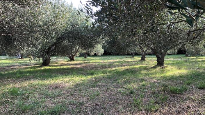 Image No.5-Terre à vendre à Dol